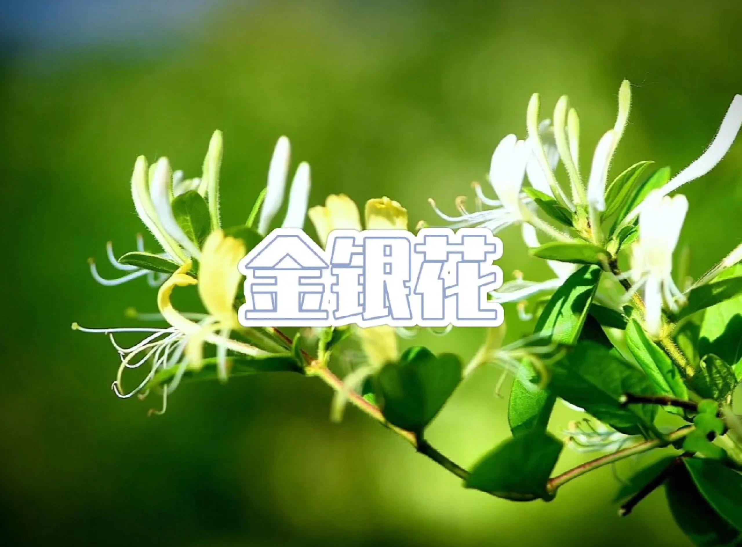 金银花名字的由来是什么?